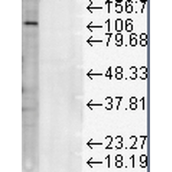 LAMP1 Antibody (FITC)