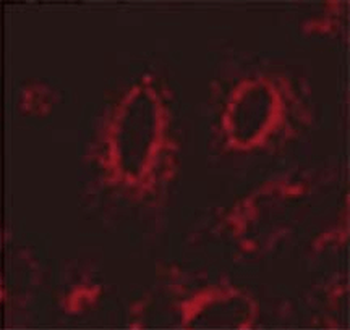 LAMP1 Antibody (HRP)