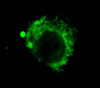 LAMP2 Antibody (Biotin)