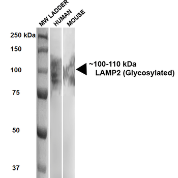 LAMP2 Antibody (HRP)