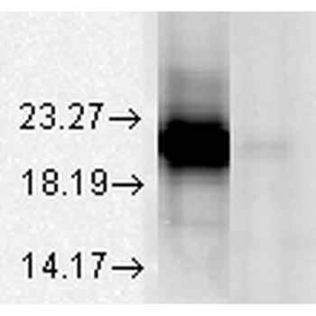 Alpha A Crystallin Antibody (RPE)