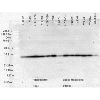 HSP40 Antibody (APC)