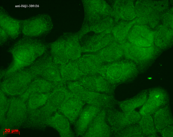 HSP40 Antibody (Biotin)