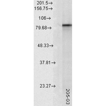 HSP90 alpha Antibody (Biotin)