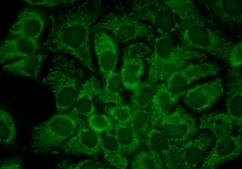 HSP90 alpha Antibody (FITC)