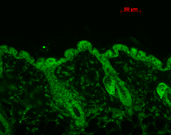 HSP90 Antibody (Biotin)