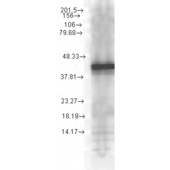 HSP40 Antibody (APC)