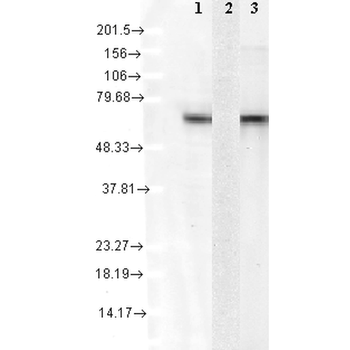 HSC70 (HSP73) Antibody (HRP)