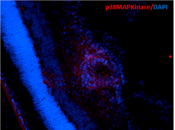p38 MAPK Antibody (APC)