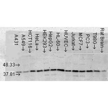 p38 MAPK Antibody (RPE)