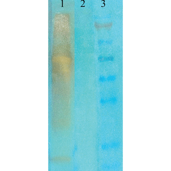 Acetylated Lysine Antibody (RPE)