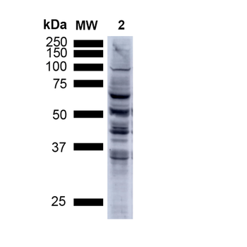 Nitrotyrosine Antibody (APC)