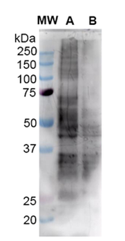 Nitrotyrosine Antibody (FITC)