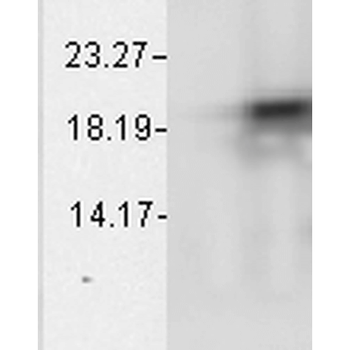 Alpha B Crystallin Antibody (Biotin)
