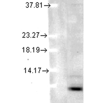Ubiquitin Antibody (RPE)