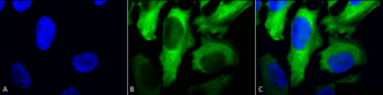 HSP27 Antibody (FITC)