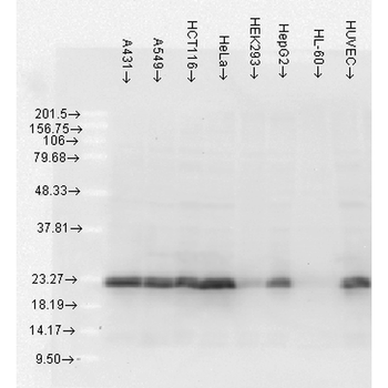 HSP27 Antibody (FITC)