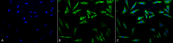 HSP27 Antibody (RPE)
