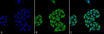 HSP70 Antibody (APC)