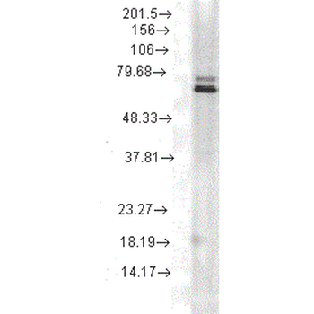 HSP70 Antibody (FITC)