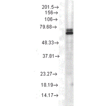 HSP70 Antibody (Biotin)