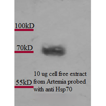 HSP70 Antibody (RPE)
