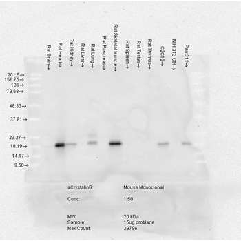 Alpha B Crystallin Antibody (FITC)