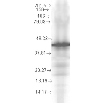 HSP40 Antibody (PerCP)