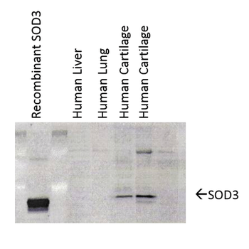 SOD3 Antibody (PerCP)