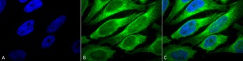 ERp57 Antibody (Biotin)