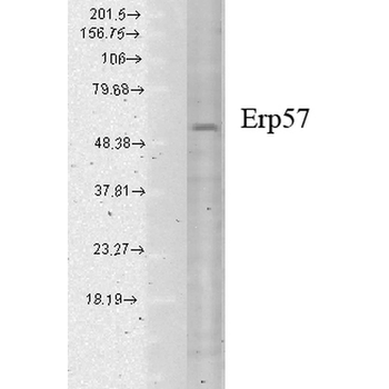 ERp57 Antibody (PerCP)
