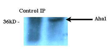 AHA1 Antibody (FITC)