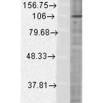 HIF 1 alpha Antibody (APC)
