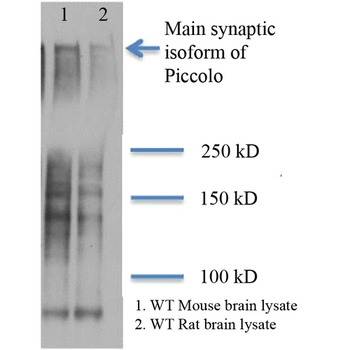 Piccolo Antibody (FITC)