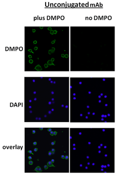 DMPO Antibody (PerCP)