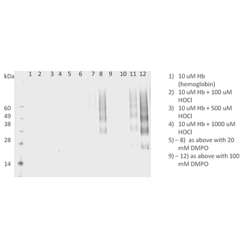 DMPO Antibody (RPE)