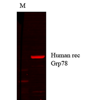 GRP78 Antibody (APC)