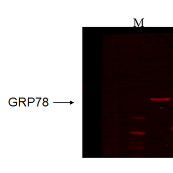 GRP78 Antibody (FITC)
