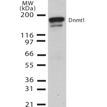 DNMT1 Antibody (Biotin)
