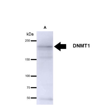 DNMT1 Antibody (HRP)