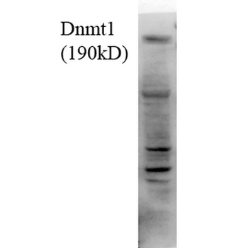DNMT1 Antibody (APC)