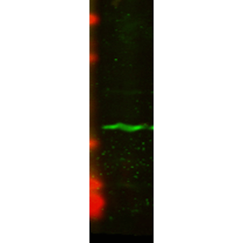 CENPA Antibody (RPE)