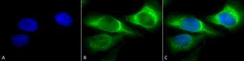 HSP47 Antibody (FITC)