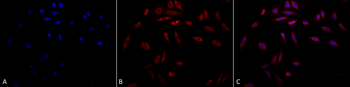 HSP47 Antibody (PerCP)