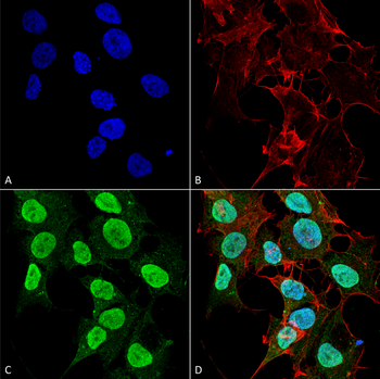 Cav1.2 Antibody (PerCP)