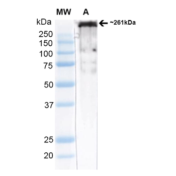 Cav3.2 Antibody (Biotin)