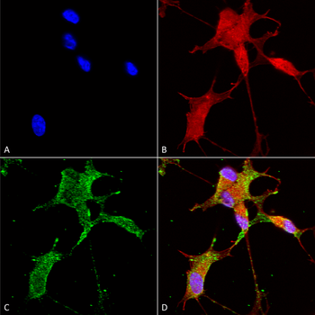 Cav3.2 Antibody (PerCP)