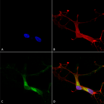 HCN1 Antibody (FITC)