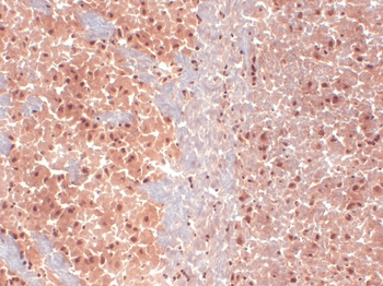 HCN1 Antibody (FITC)