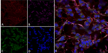 HCN2 Antibody (FITC)